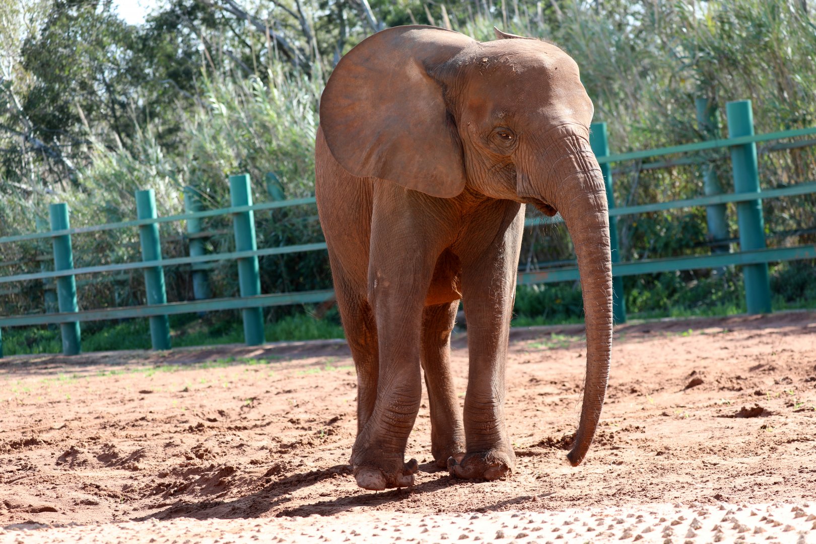 African forest elephant (Loxodonta cyclotis)