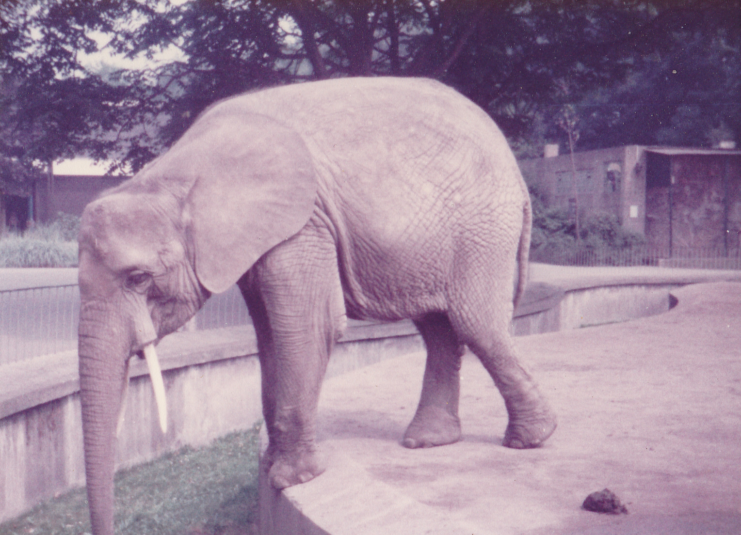 African ( forest ? ) elephant