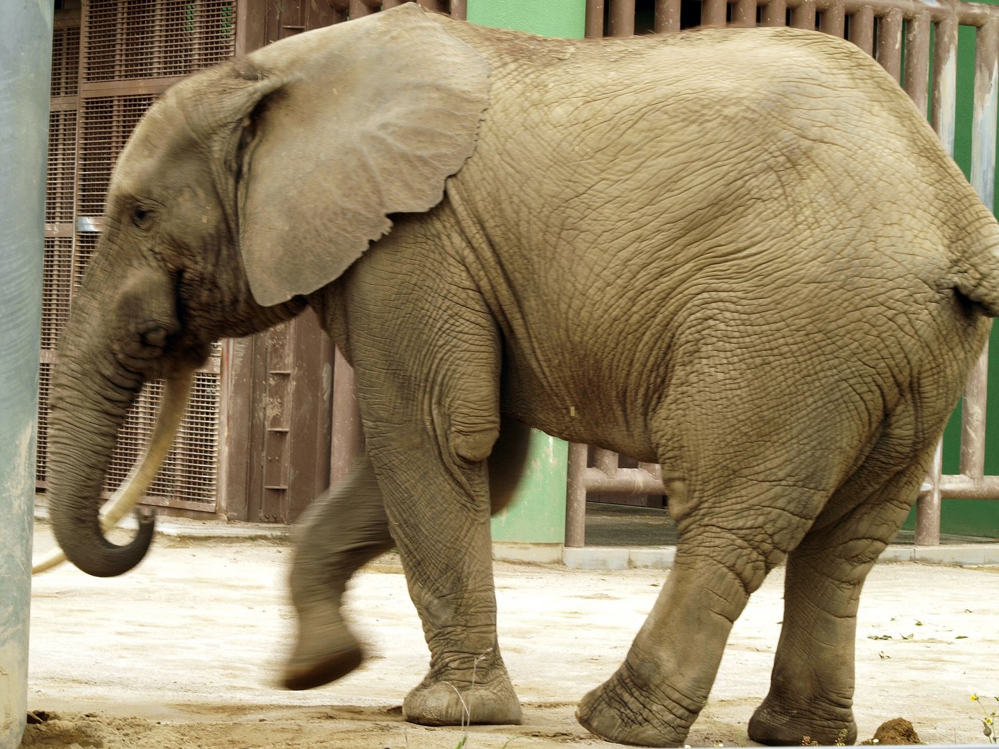 African forest elephant