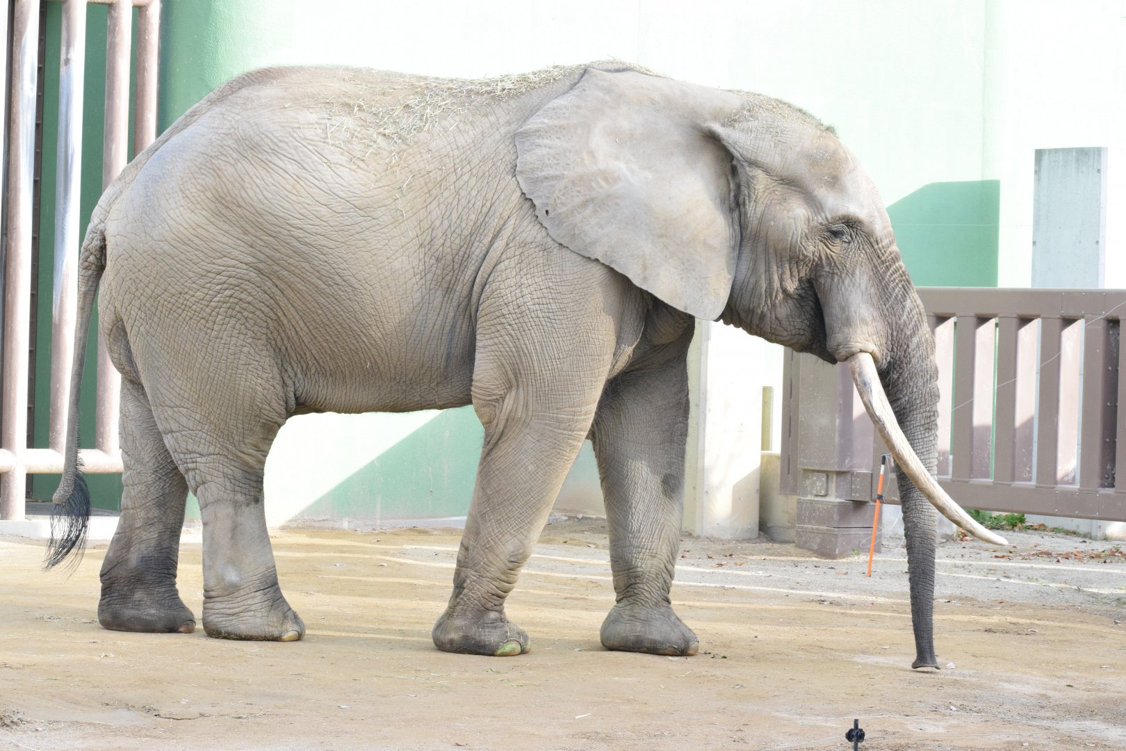 African forest elephant