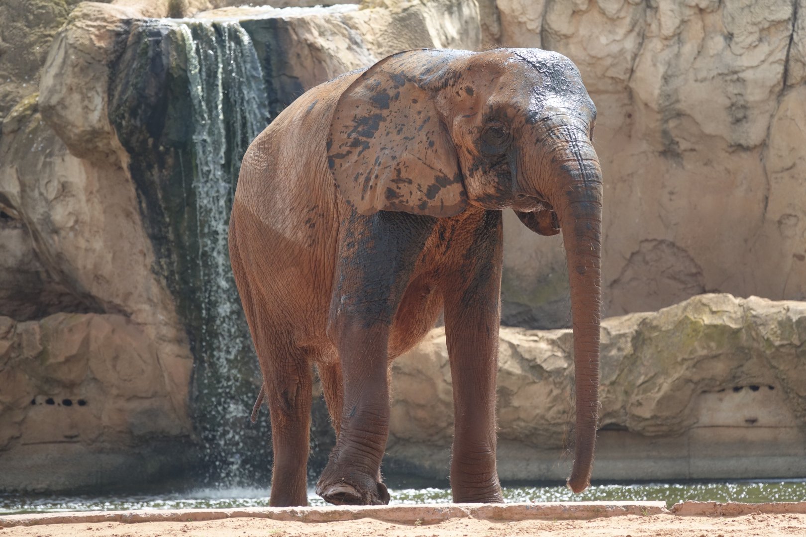 African Forest Elephant