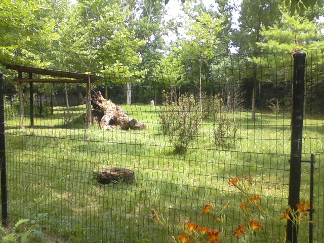 African Forest- First Okapi exhibit