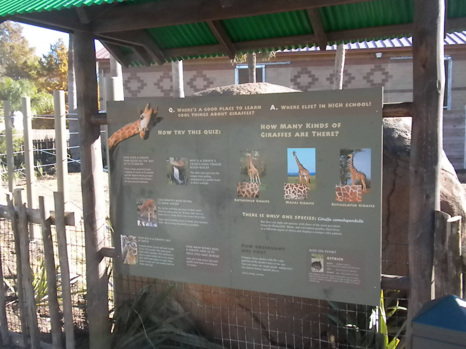 African Forest - Giraffe sign