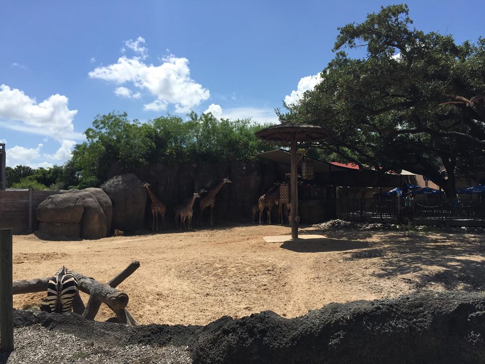African Forest- Giraffe/Zebra