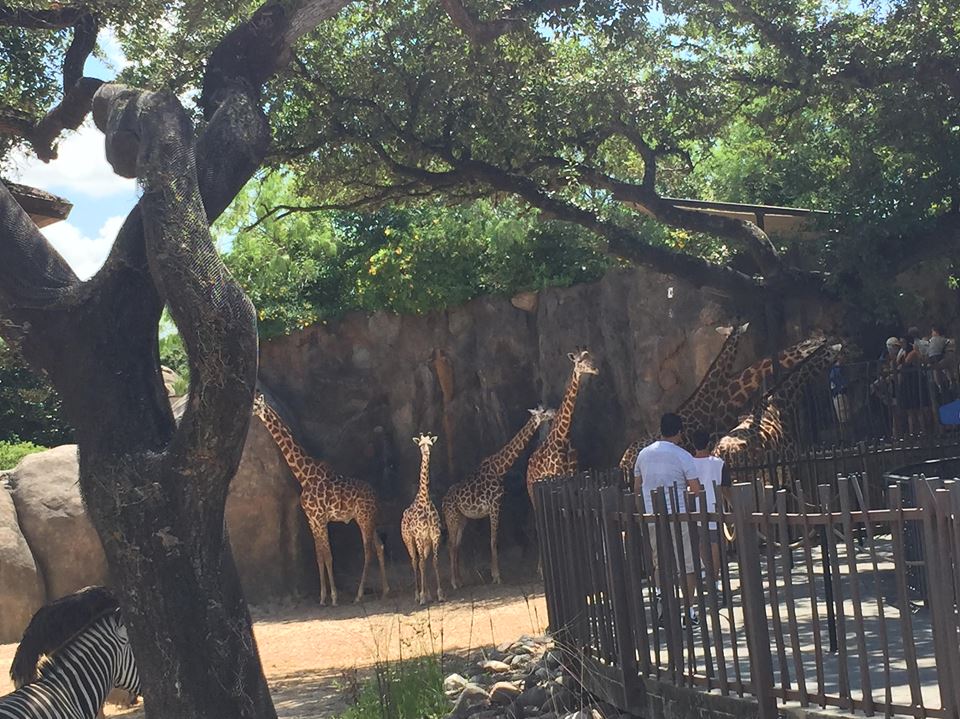 African Forest- Giraffe/Zebra