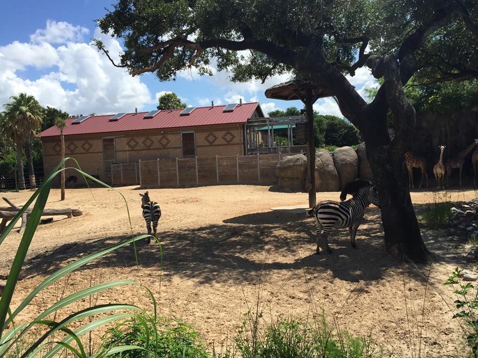 African Forest- Giraffe/Zebra