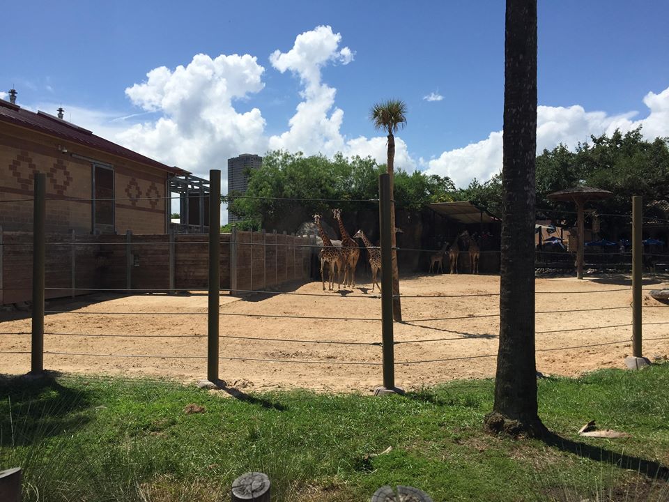 African Forest- Giraffe/Zebra