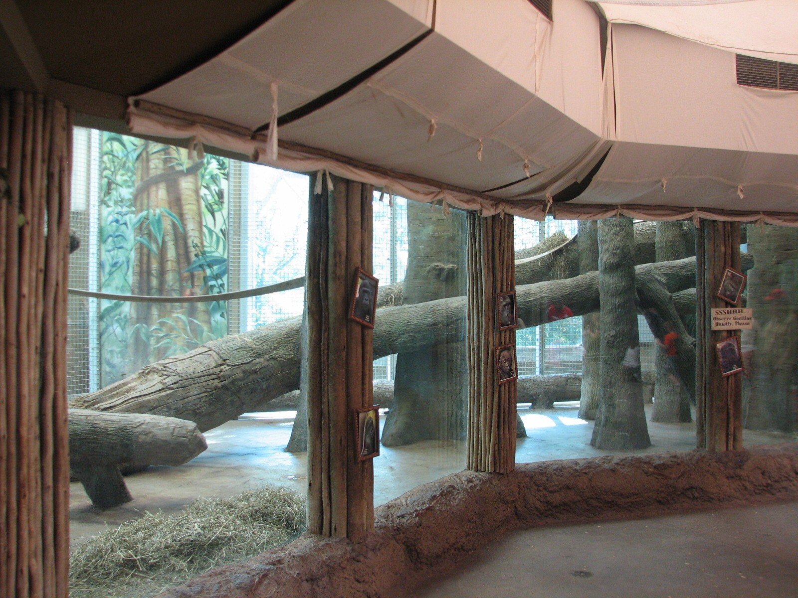 African Forest - Gorilla Indoor Exhibits