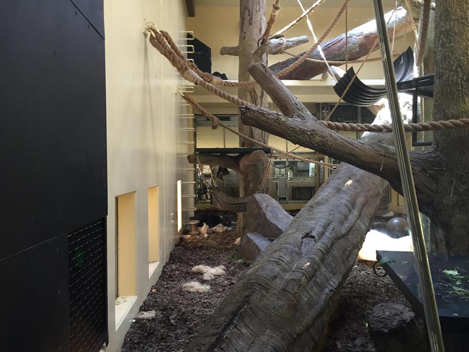 African Forest- Gorilla Indoor