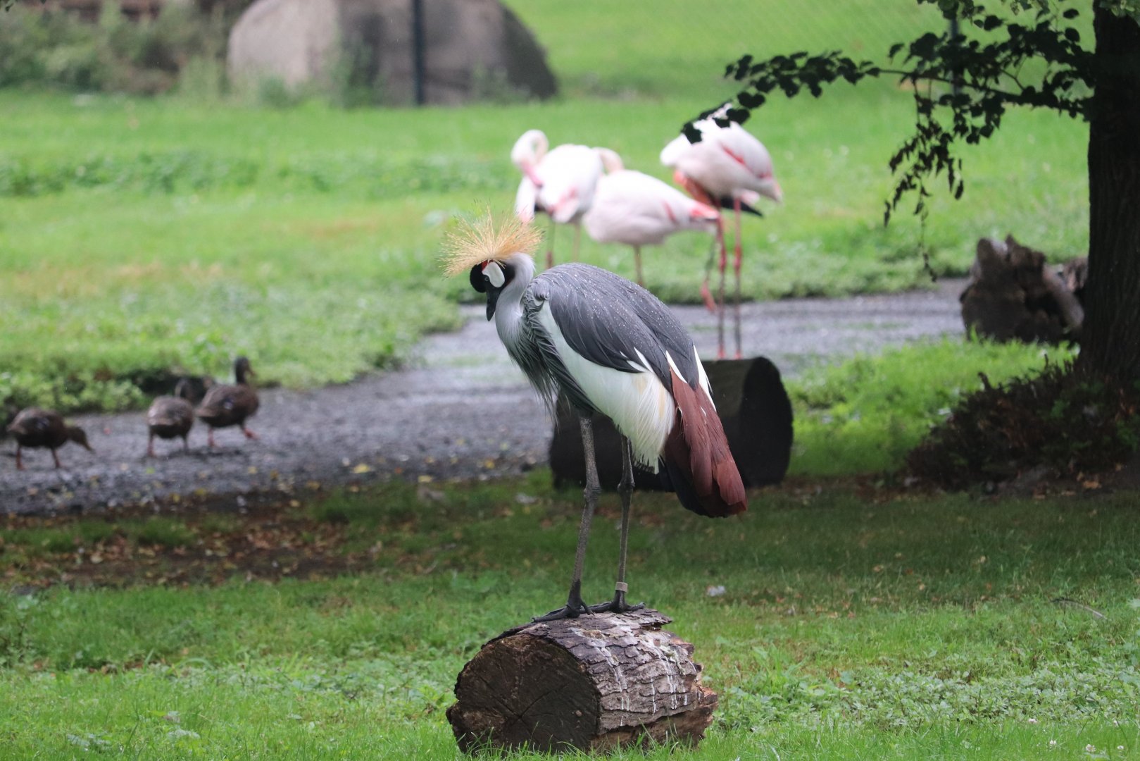 African Forest - Gray-Crowned Crane