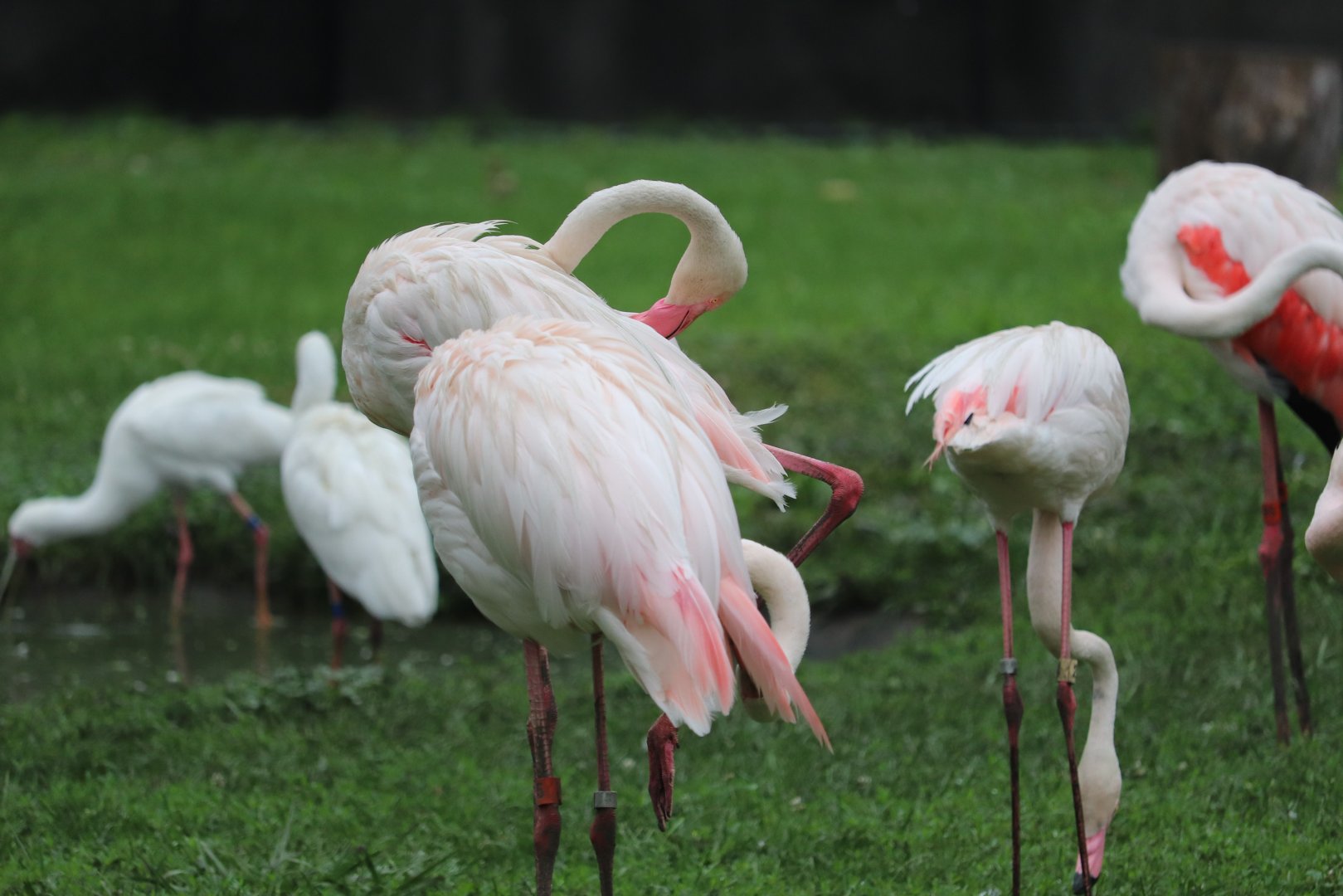 African Forest - Greater Flamingo