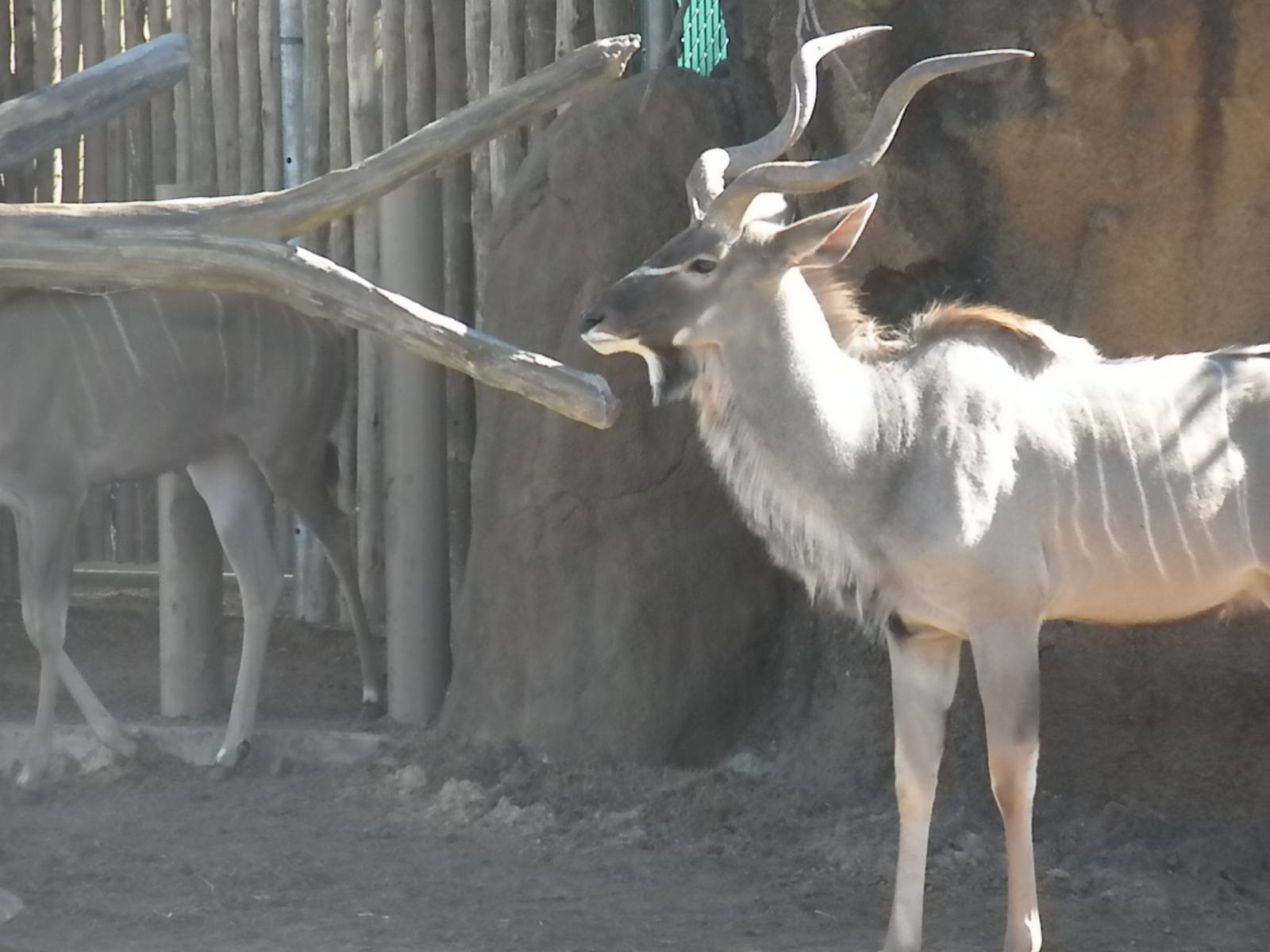 African Forest - Greater Kudu