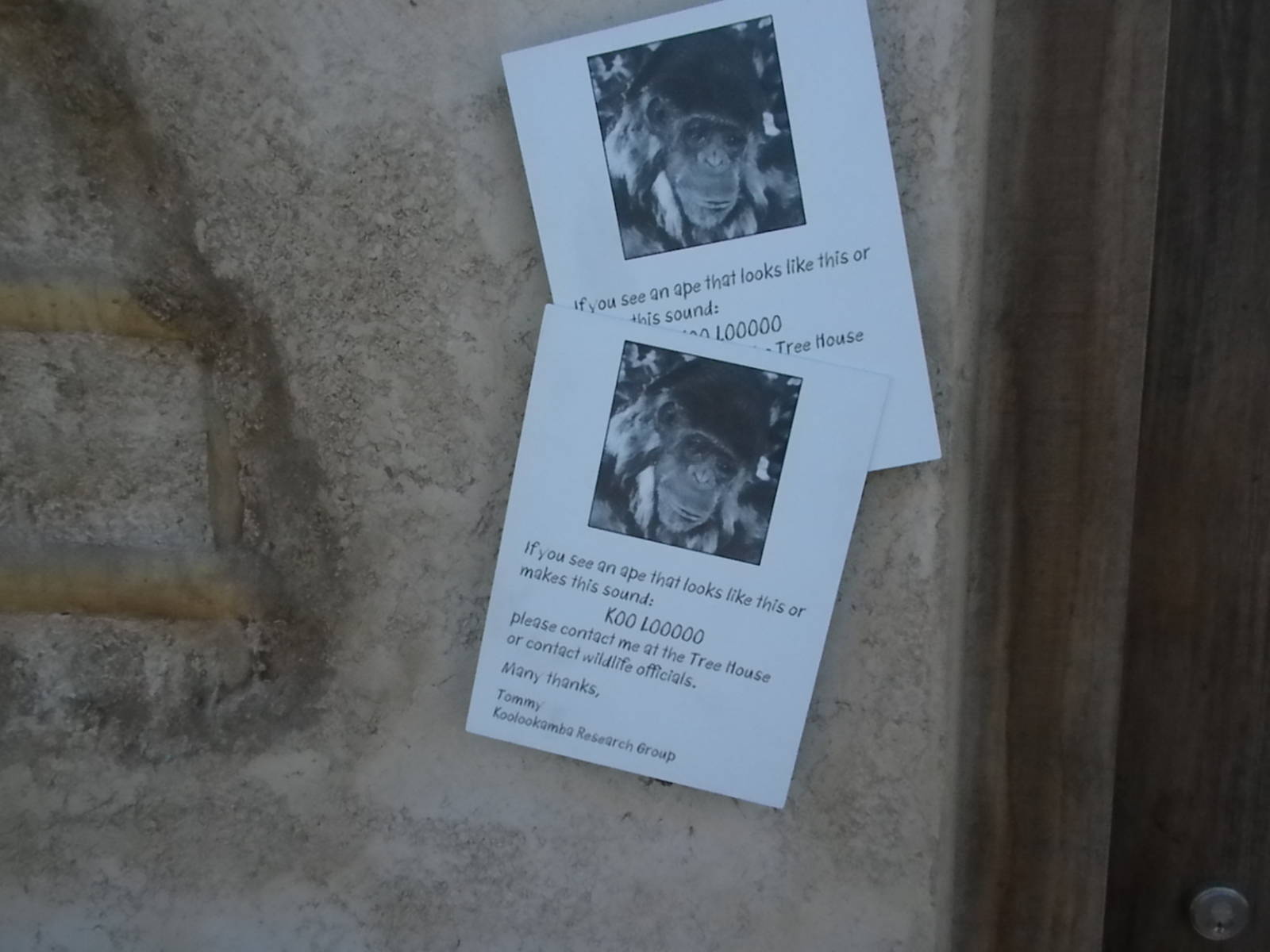 African Forest - Koolookamba posters