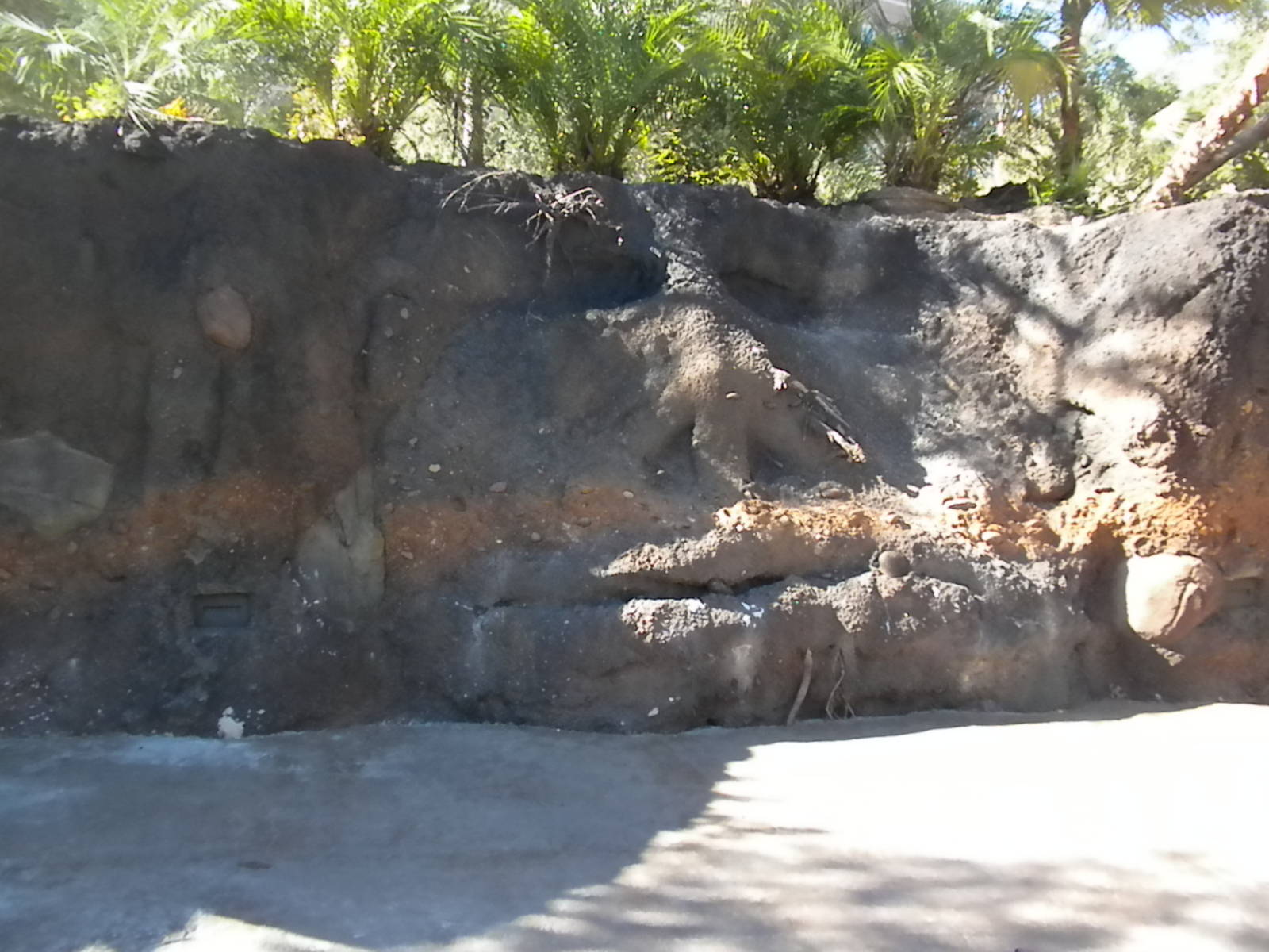 African Forest - Koolookamba