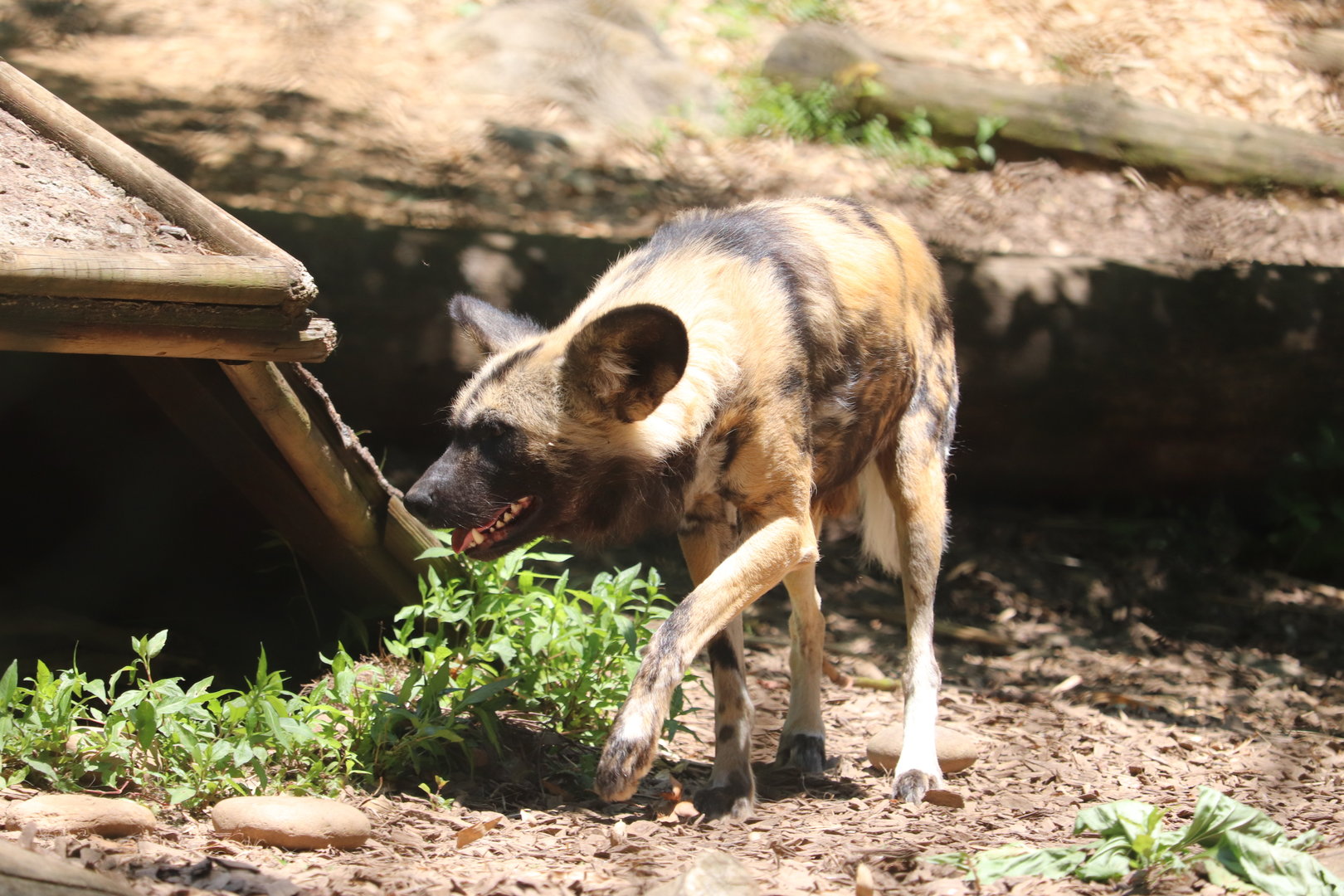 African Forest Loop - African Painted Dog