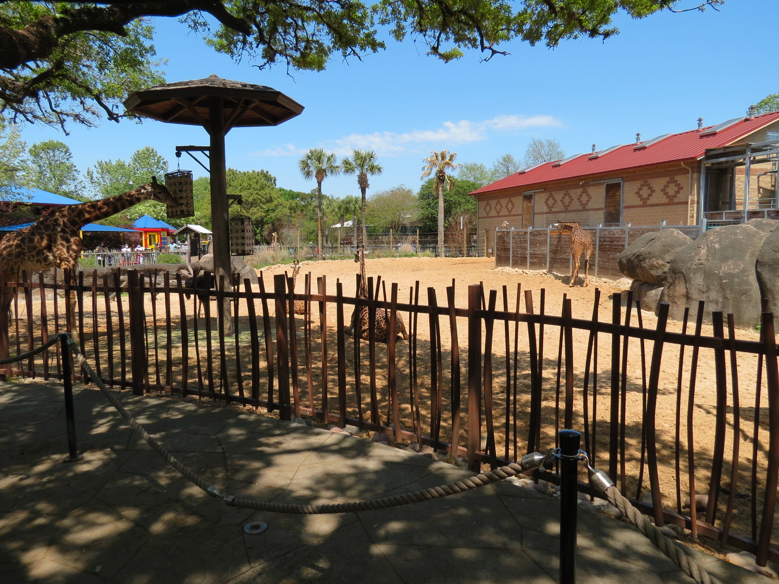 African Forest - Masai Giraffe and Ostrich Exhibit - Feeding Deck