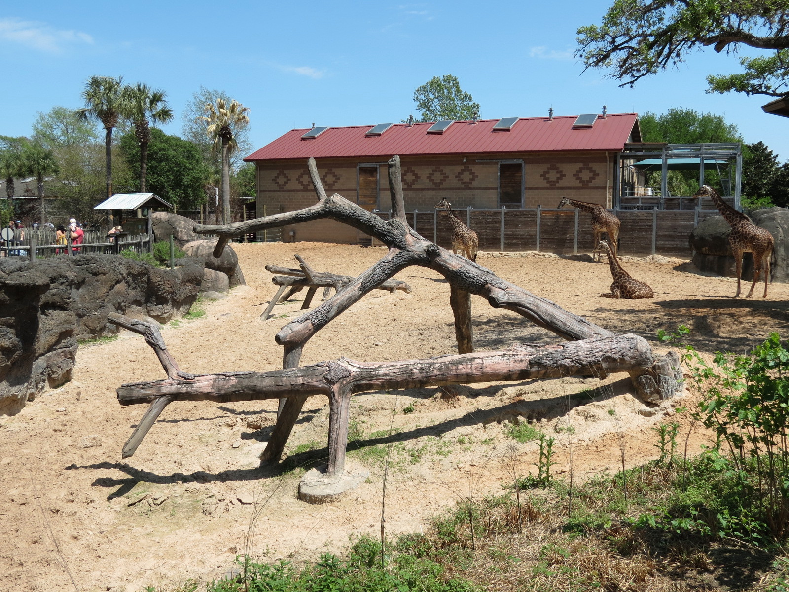 African Forest - Masai Giraffe and Ostrich Exhibit