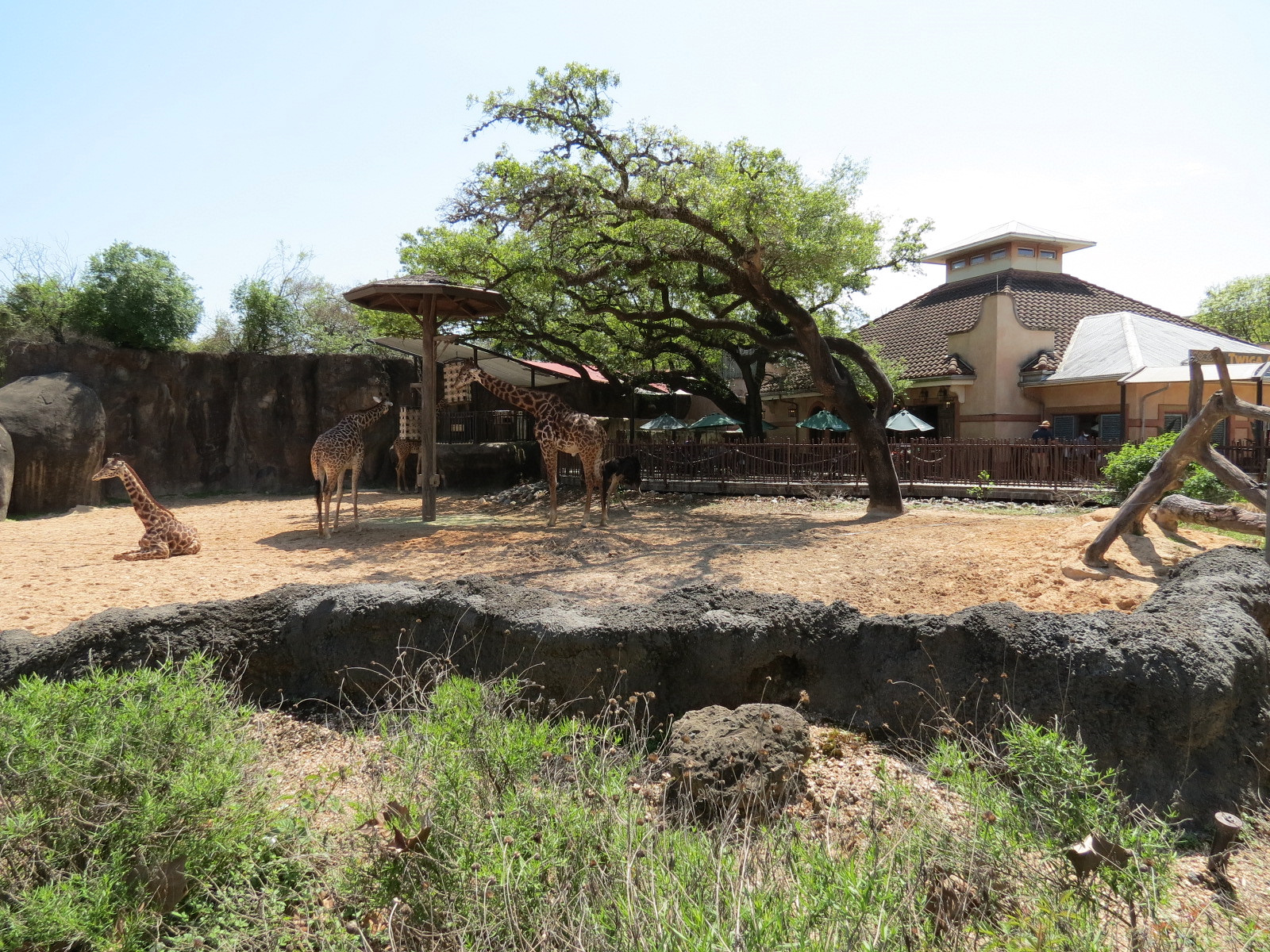 African Forest - Masai Giraffe and Ostrich Exhibit