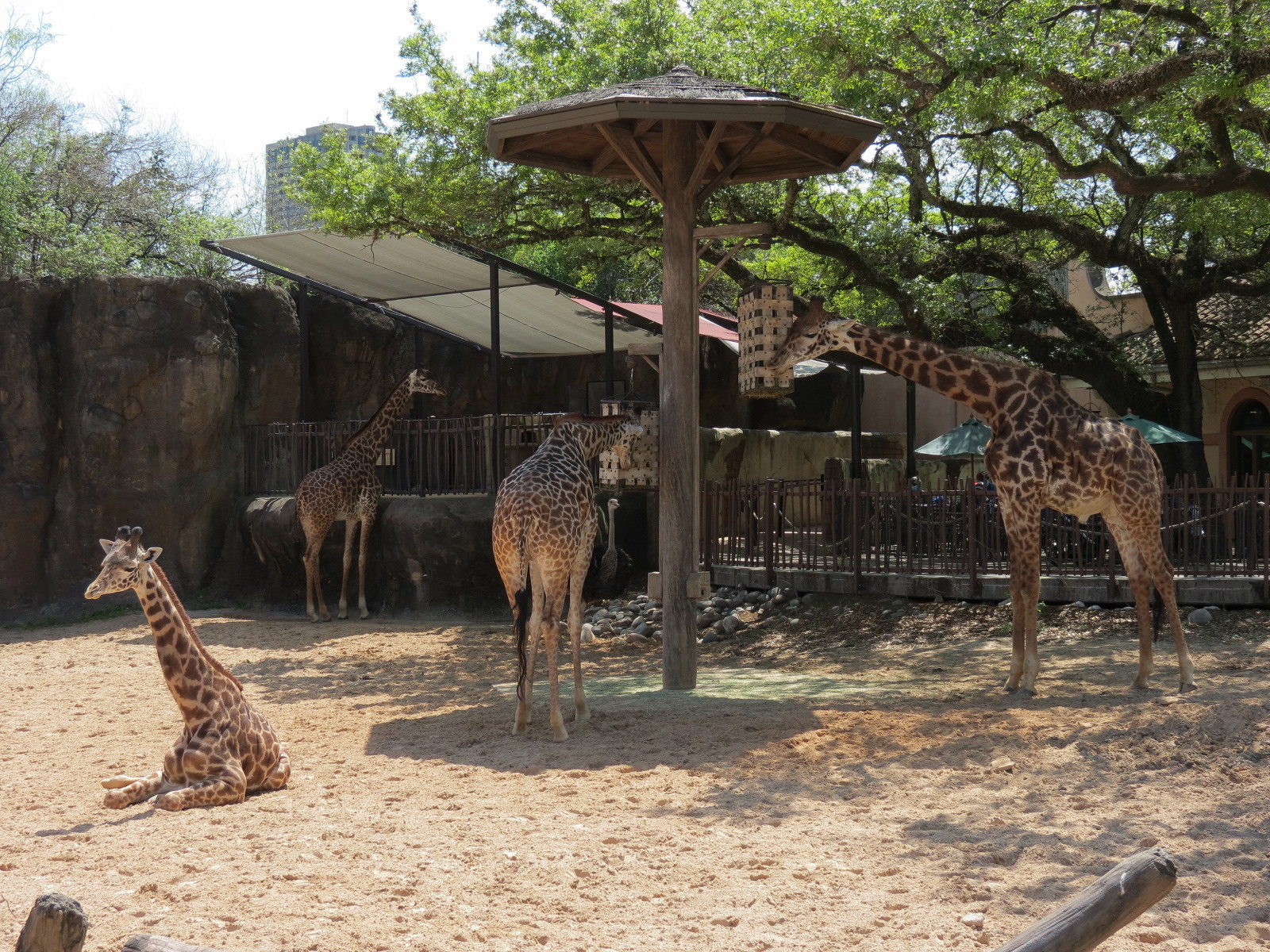 African Forest - Masai Giraffe and Ostrich Exhibit