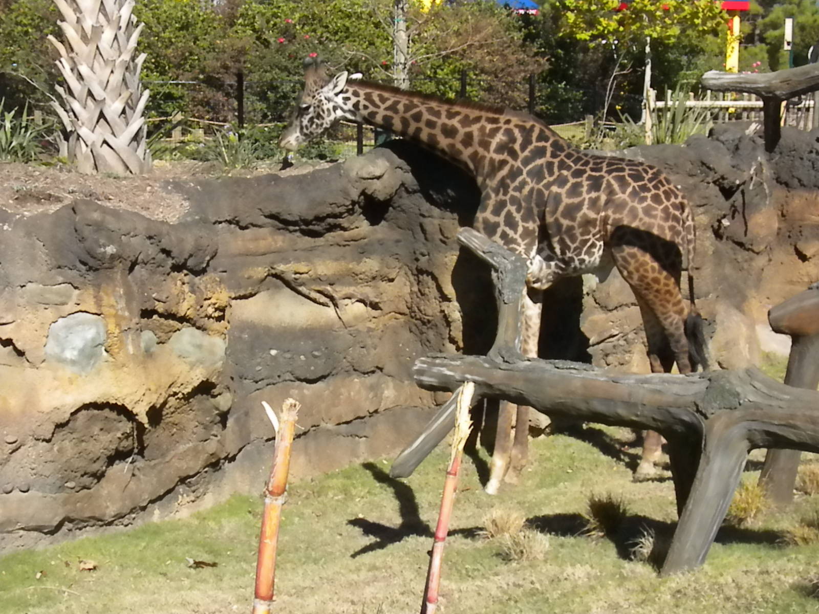 African Forest - Masai Giraffe