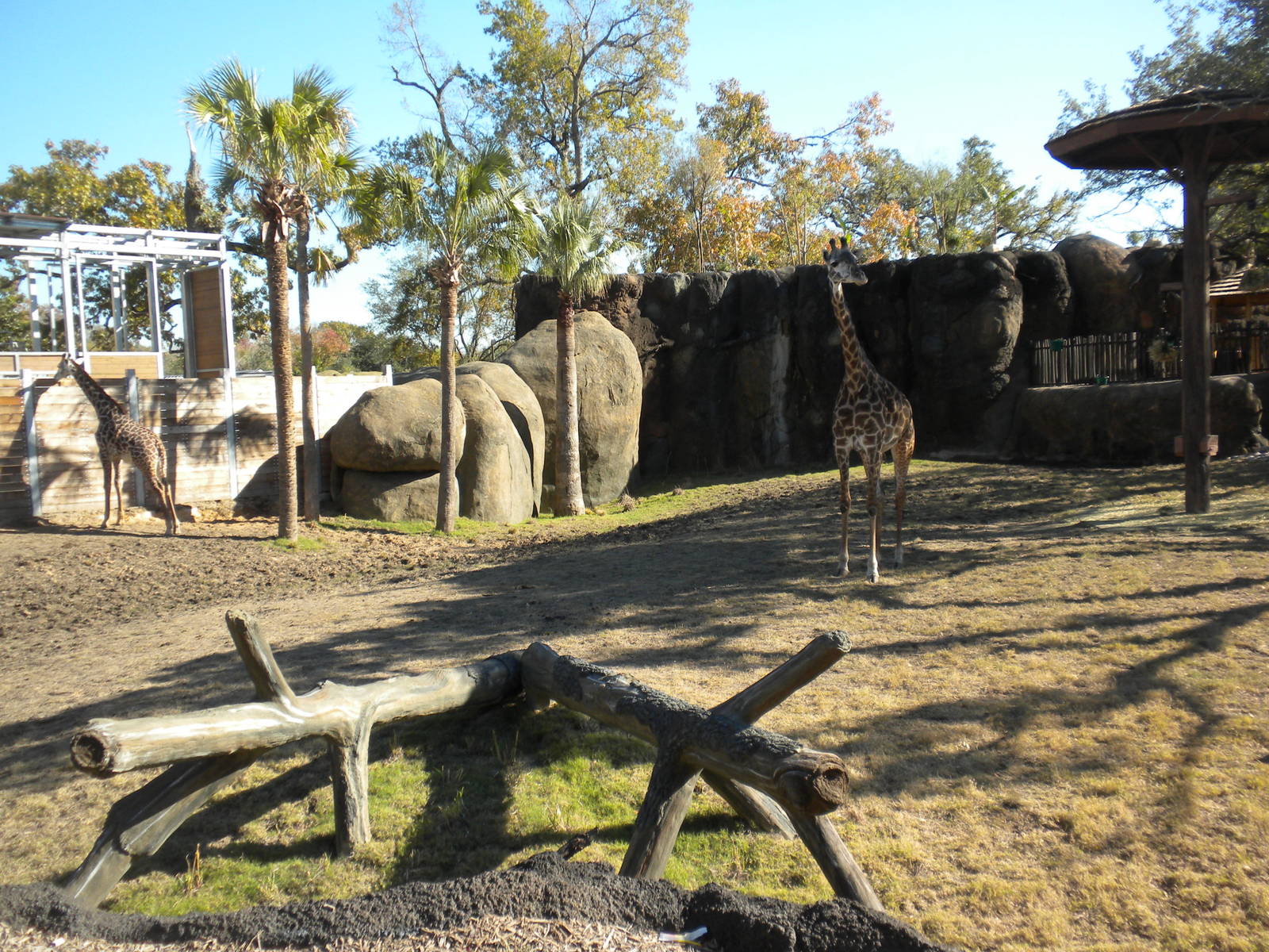 African Forest - Masai Giraffes
