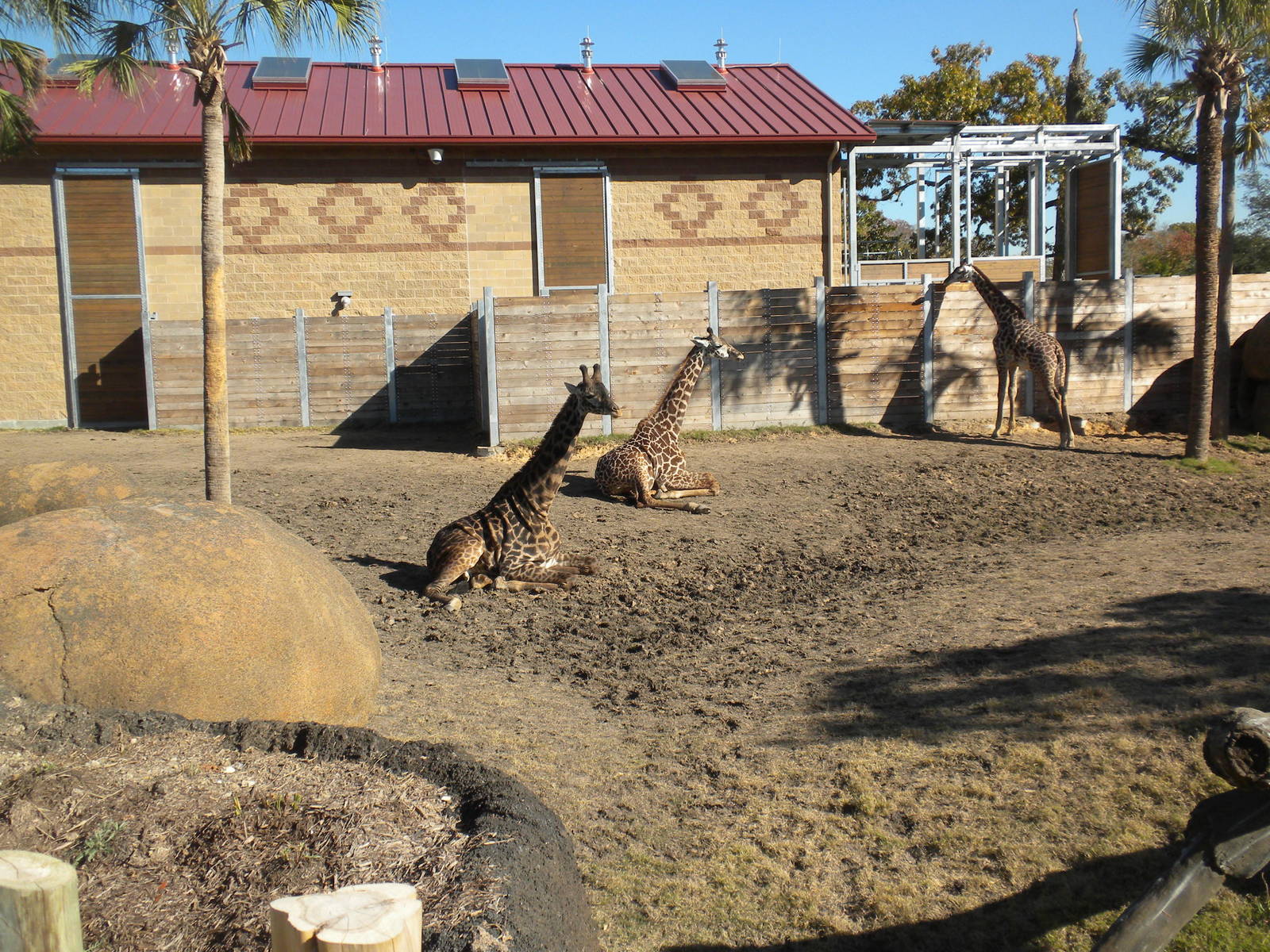 African Forest Masai Giraffes