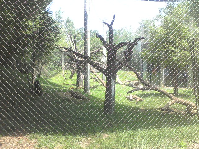 African Forest- Outdoor Mandrill exhibit