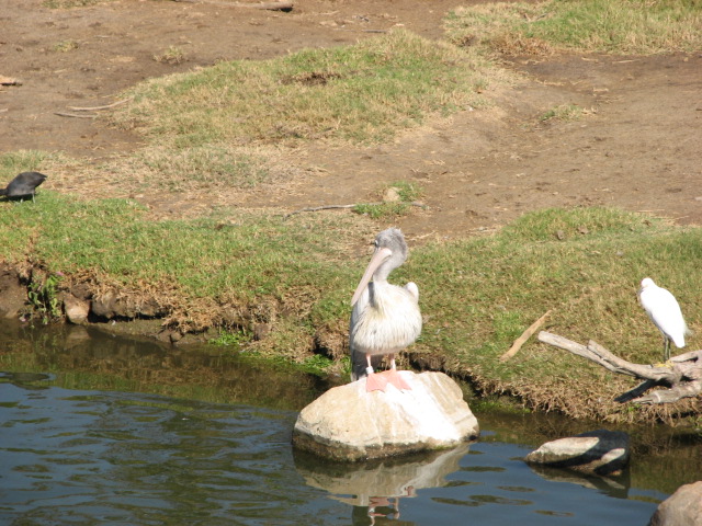 African Forest - Pink-Backed Pelican