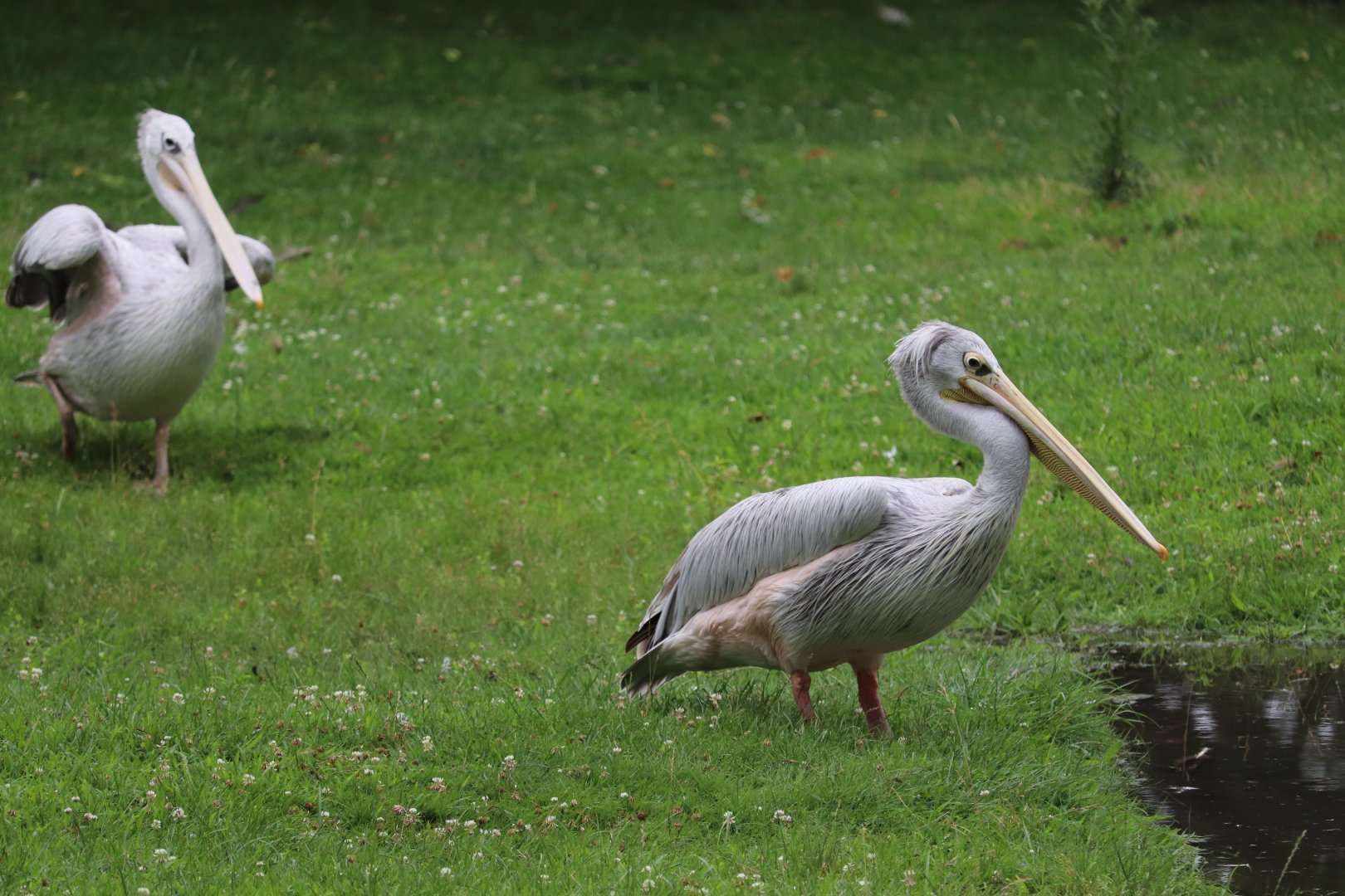 African Forest - Pink-Backed Pelican