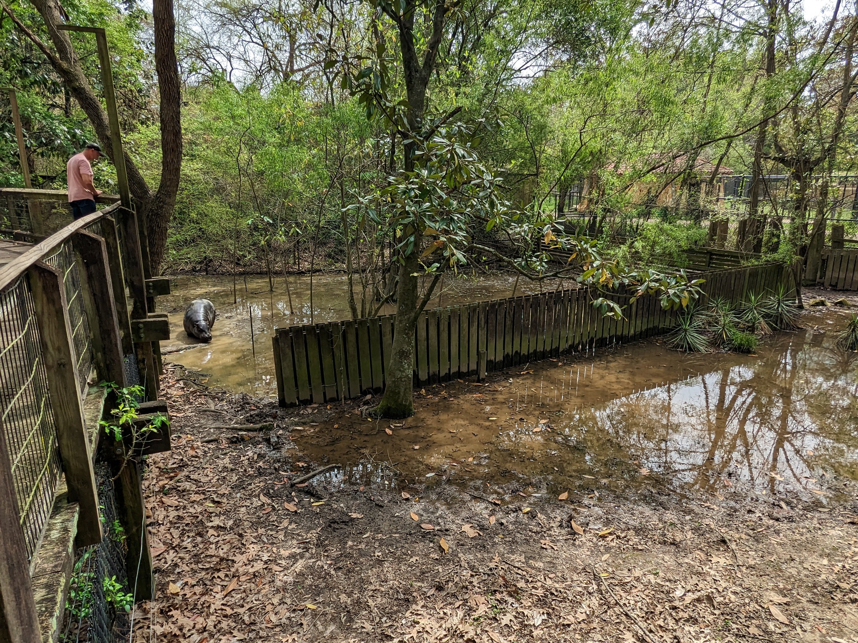 African Forest - pygmy hippo exhibit view