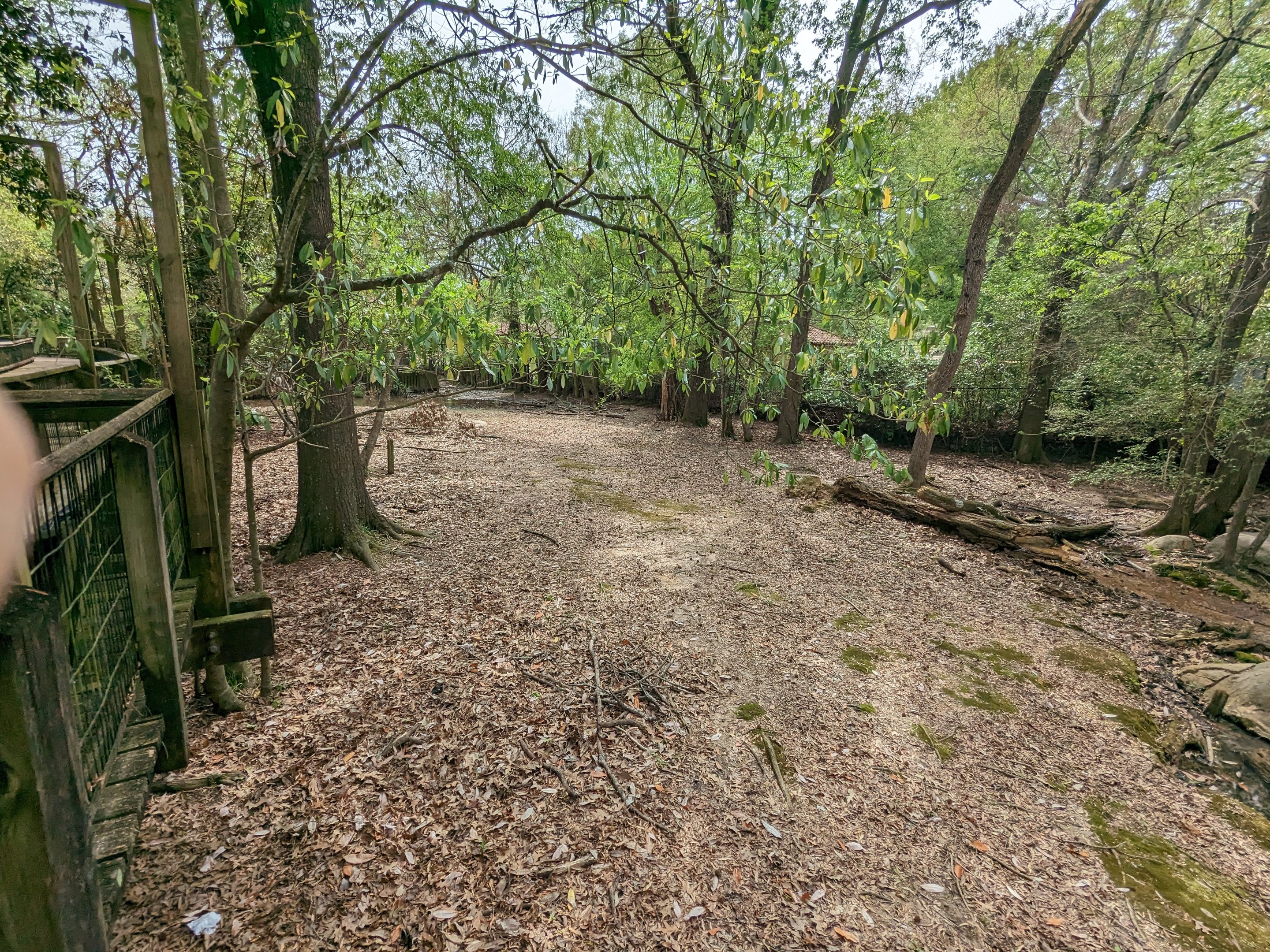 African Forest - pygmy hippo exhibit view