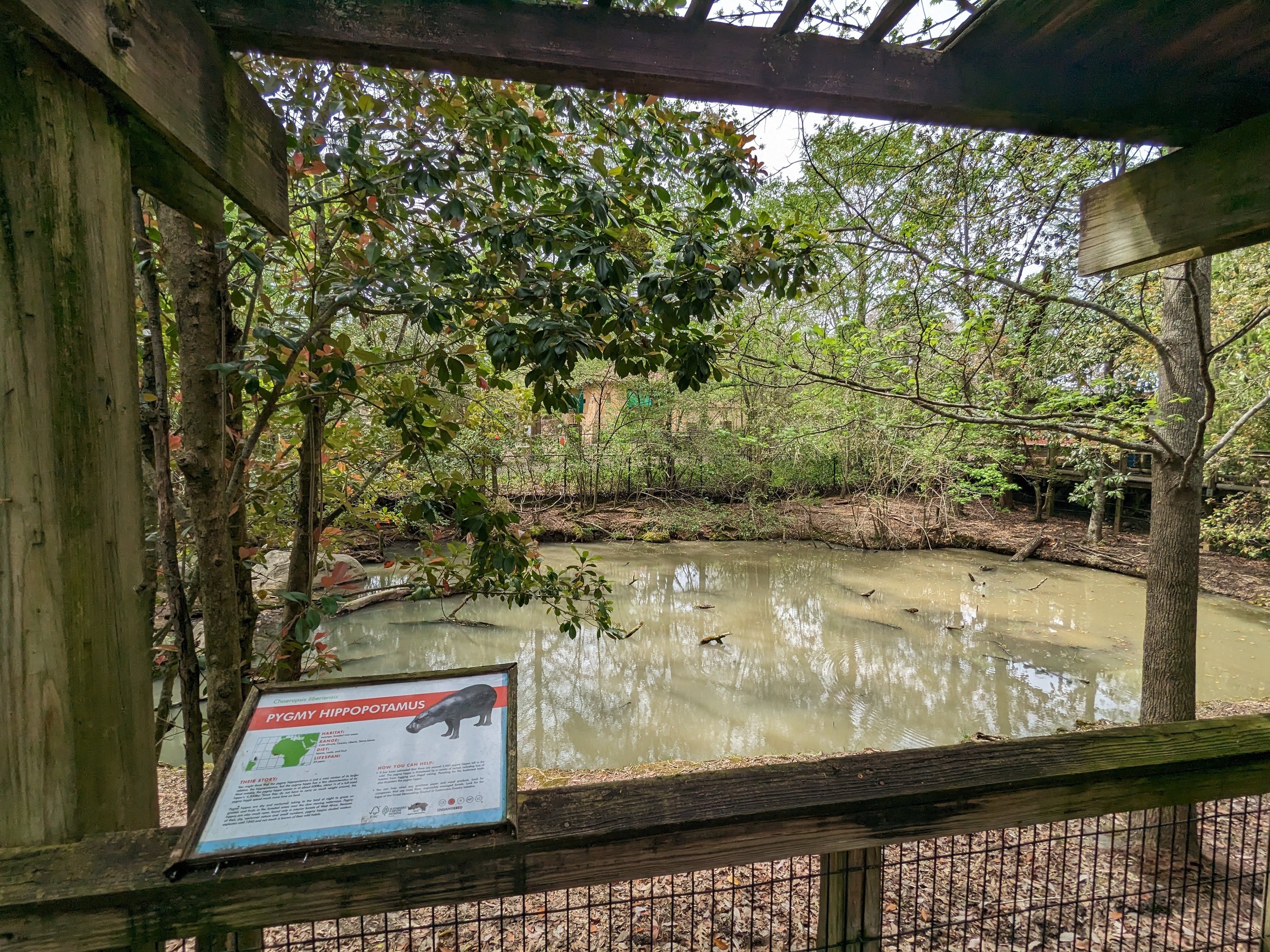 African Forest - pygmy hippo exhibit view