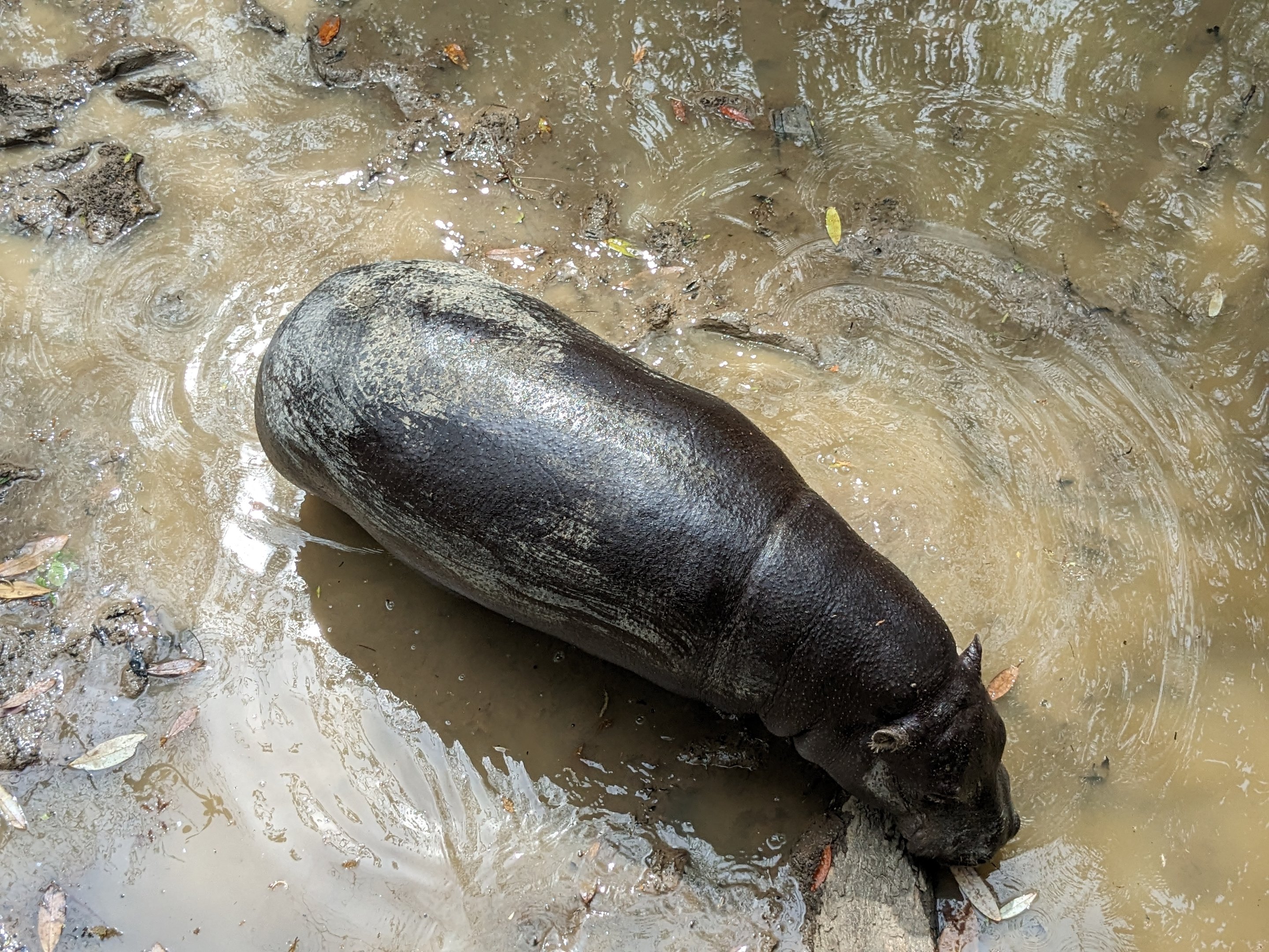 African Forest - pygmy hippo