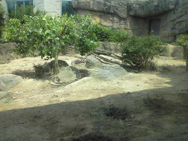 African Forest- Red River Hog exhibit