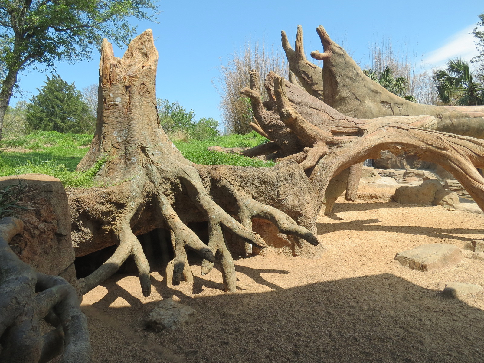 African Forest - Red River Hog Exhibit
