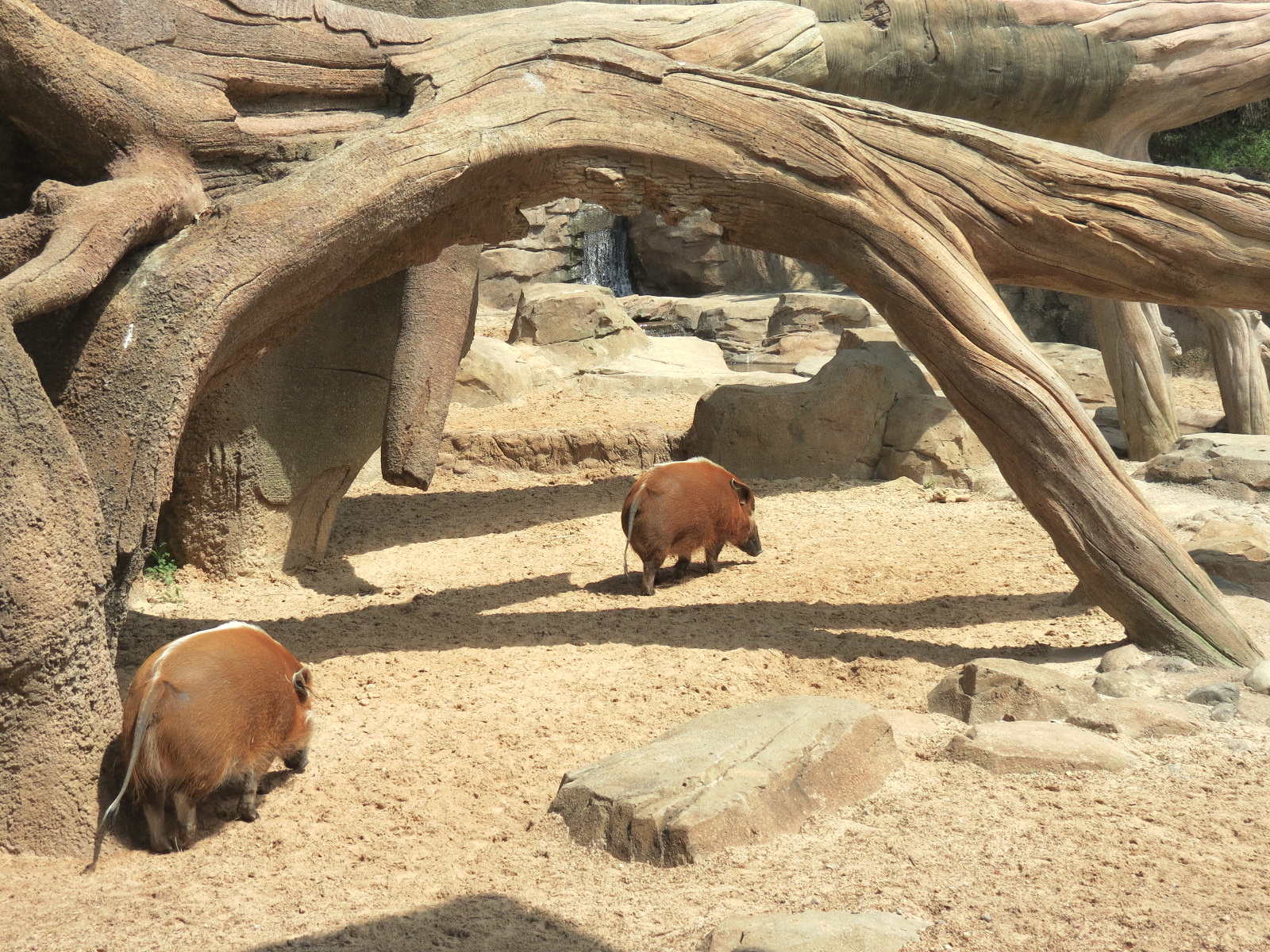 African Forest - Red River Hog Exhibit