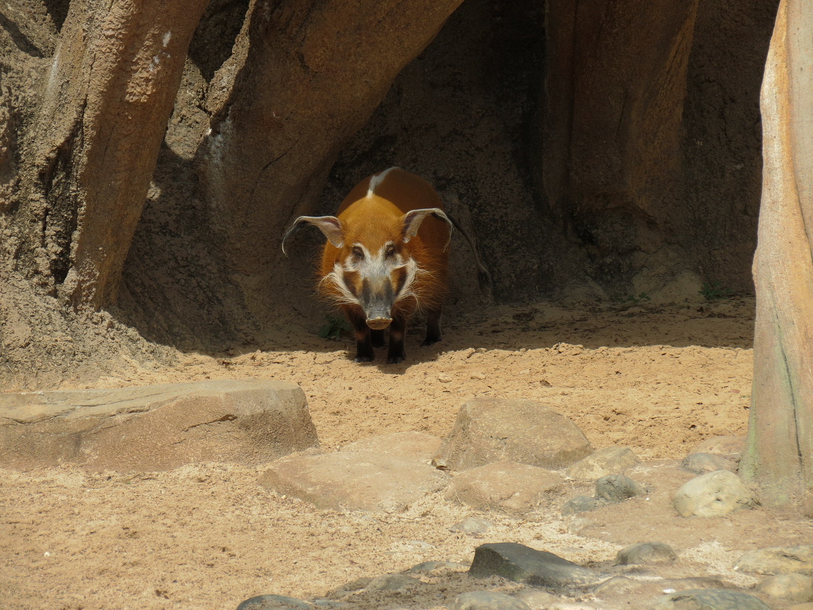 African Forest - Red River Hog Exhibit