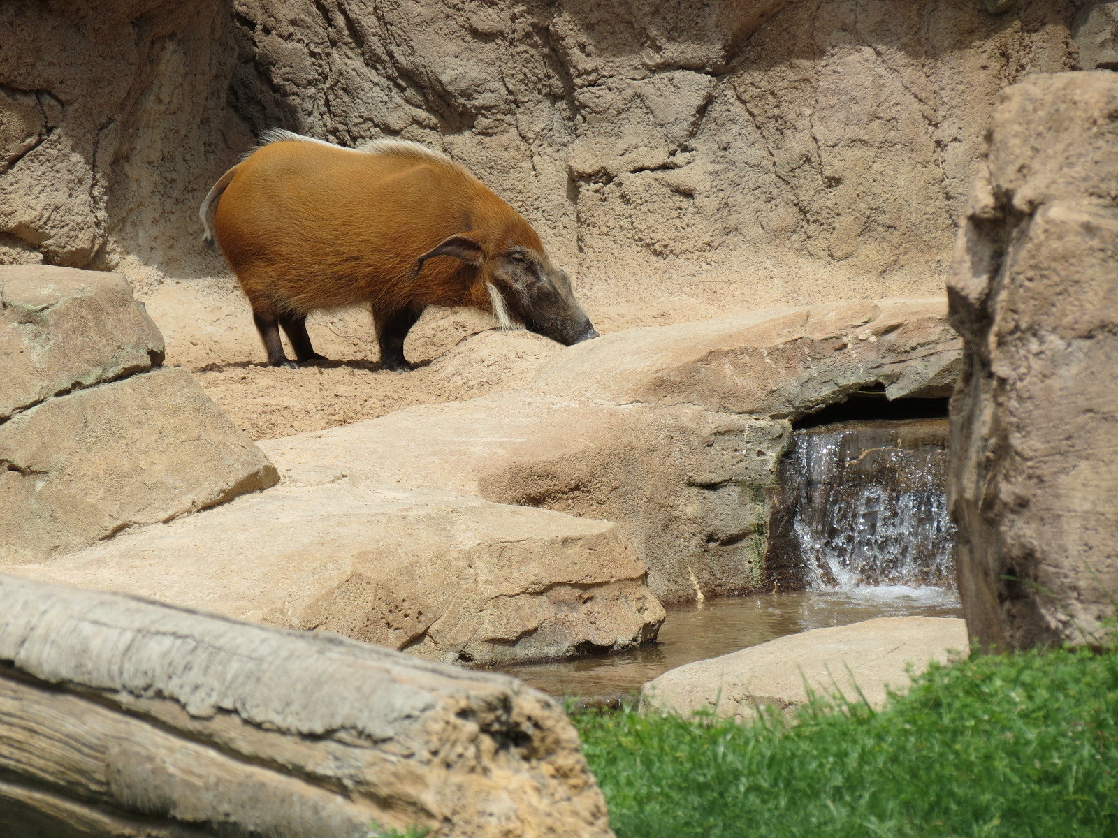 African Forest - Red River Hog Exhibit