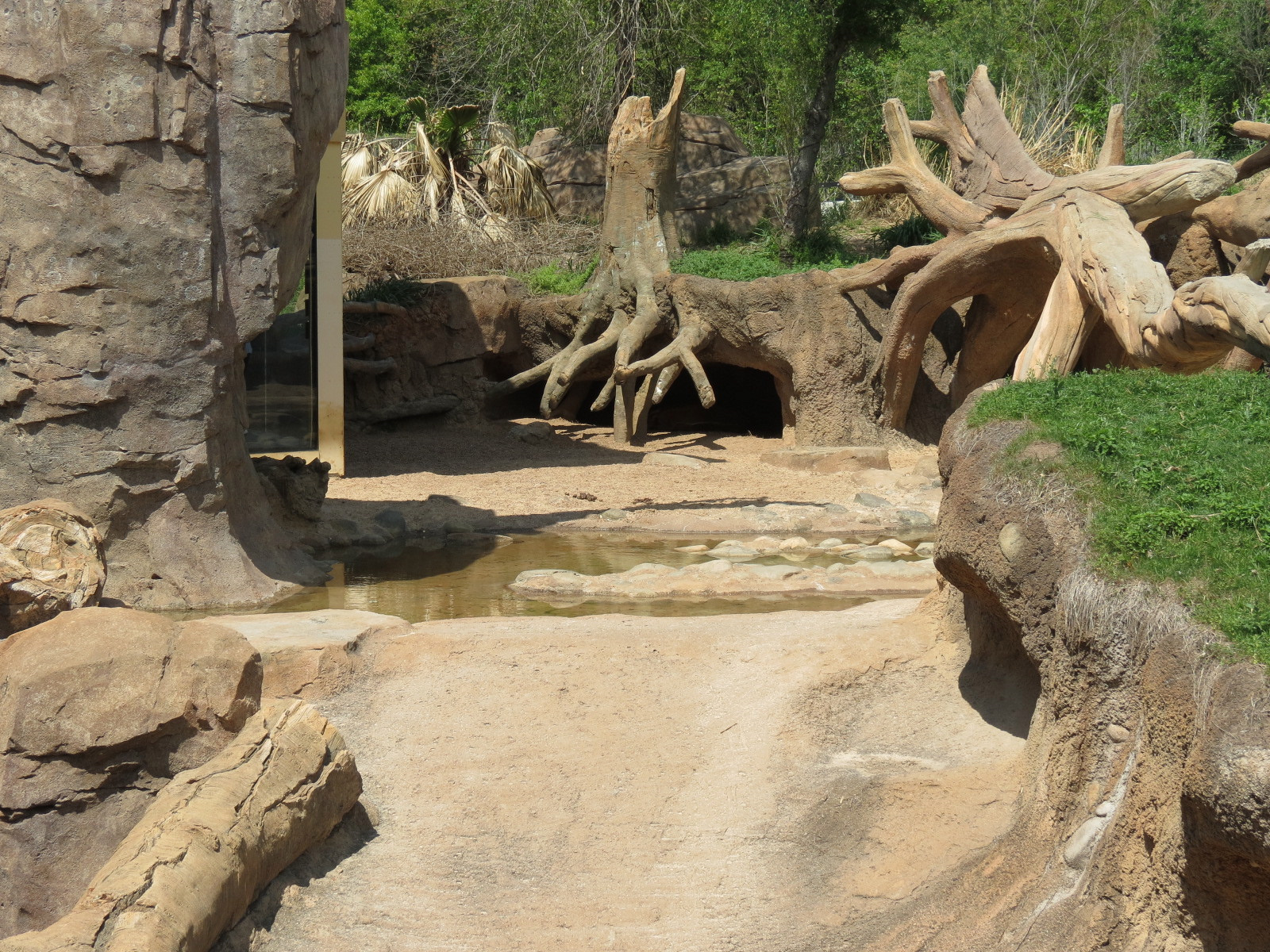African Forest - Red River Hog Exhibit