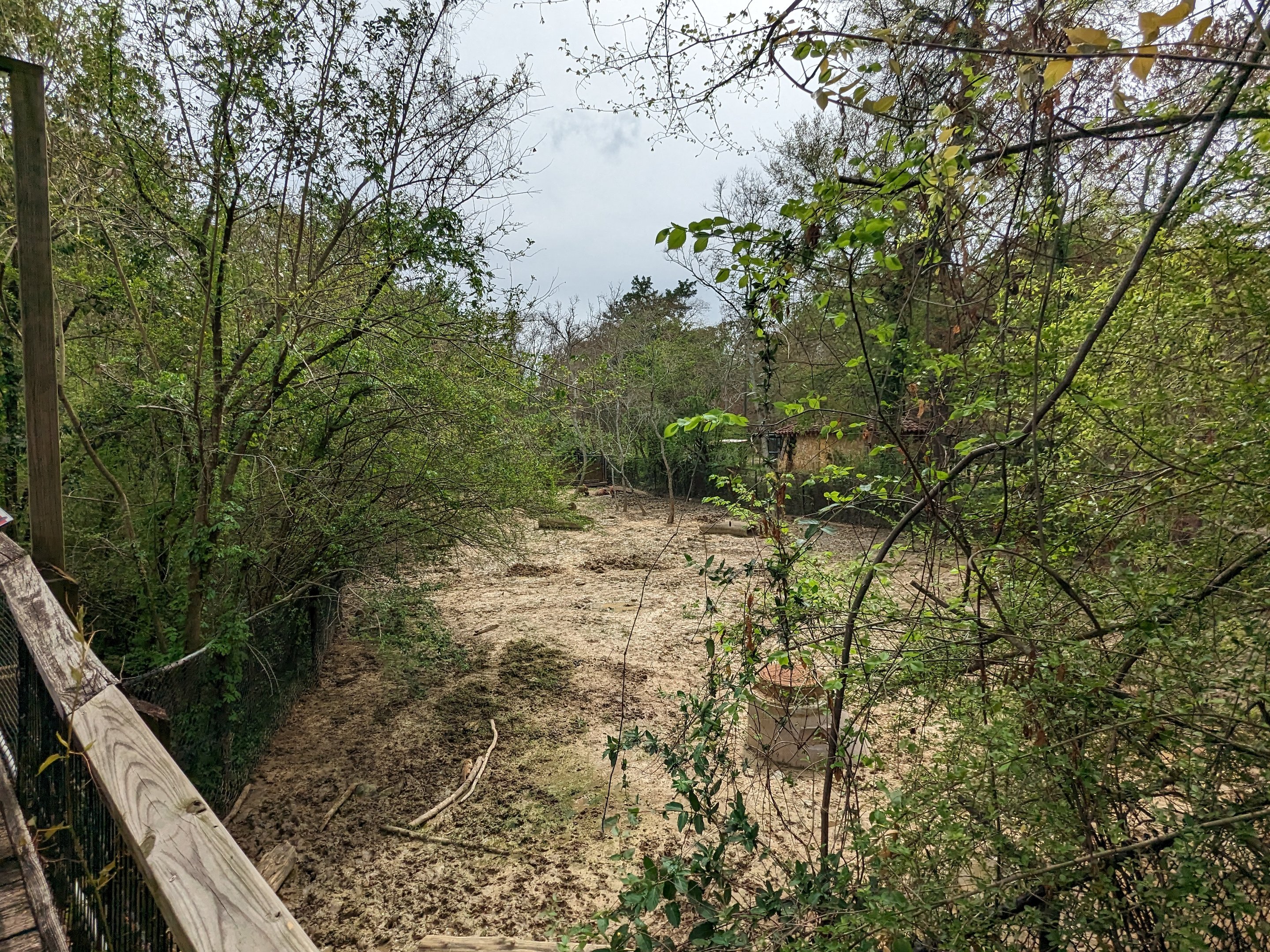 African Forest - red river hogs habitat view