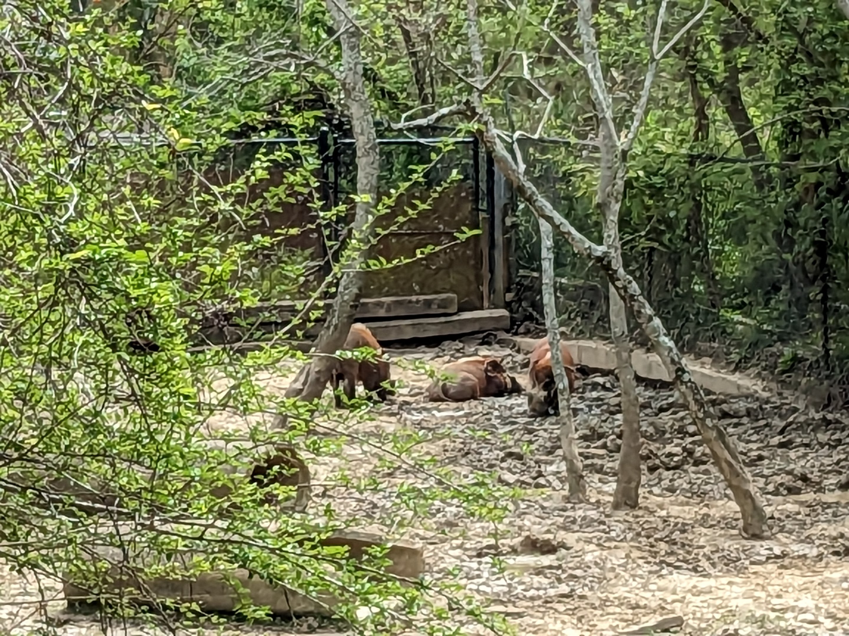 African Forest - red river hogs