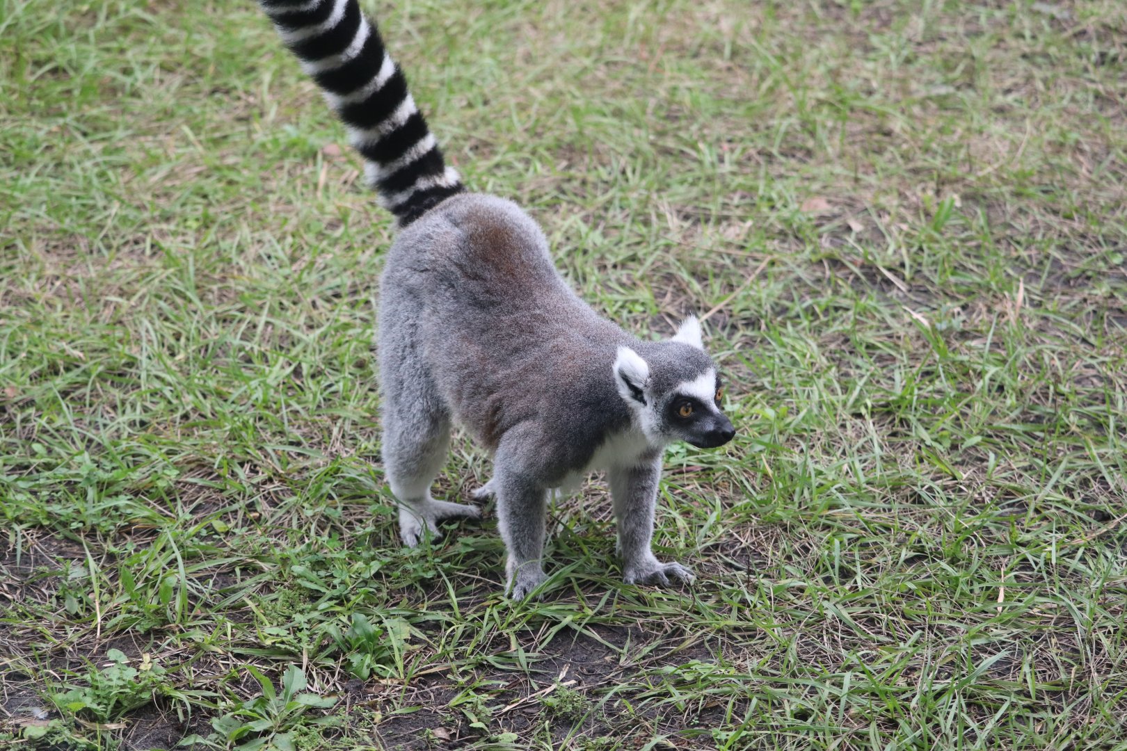 African Forest - Ring-Tailed Lemur