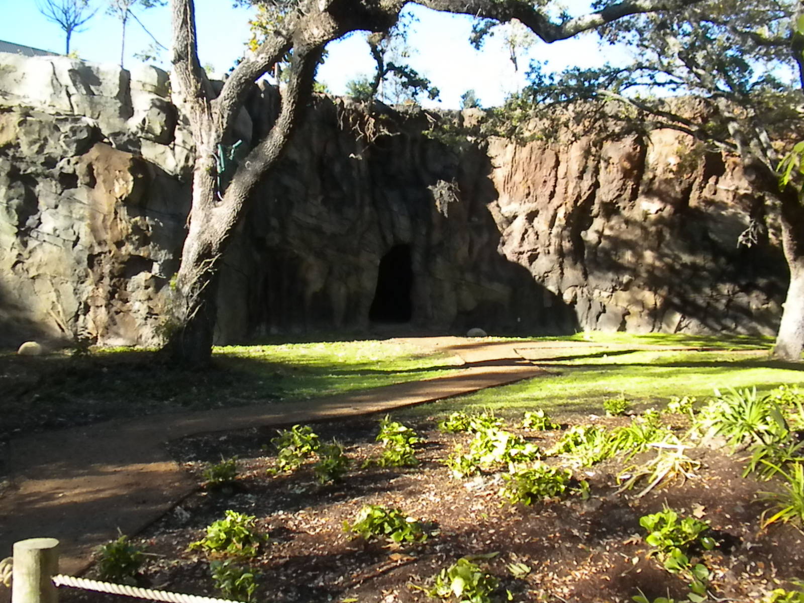 African Forest - Rock work and chimp cave