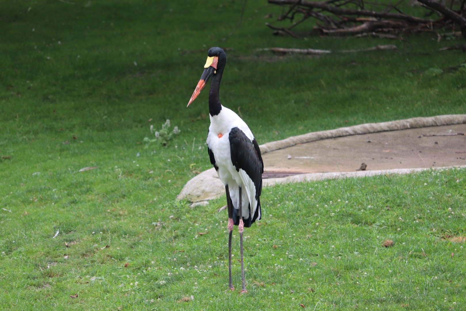 African Forest - Saddle-Billed Stork