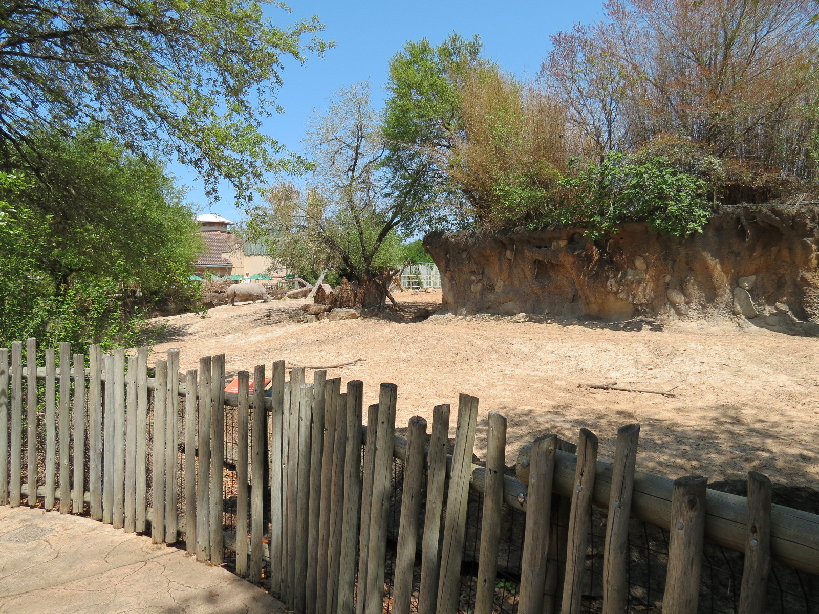 African Forest - Southern White Rhinoceros Exhibit