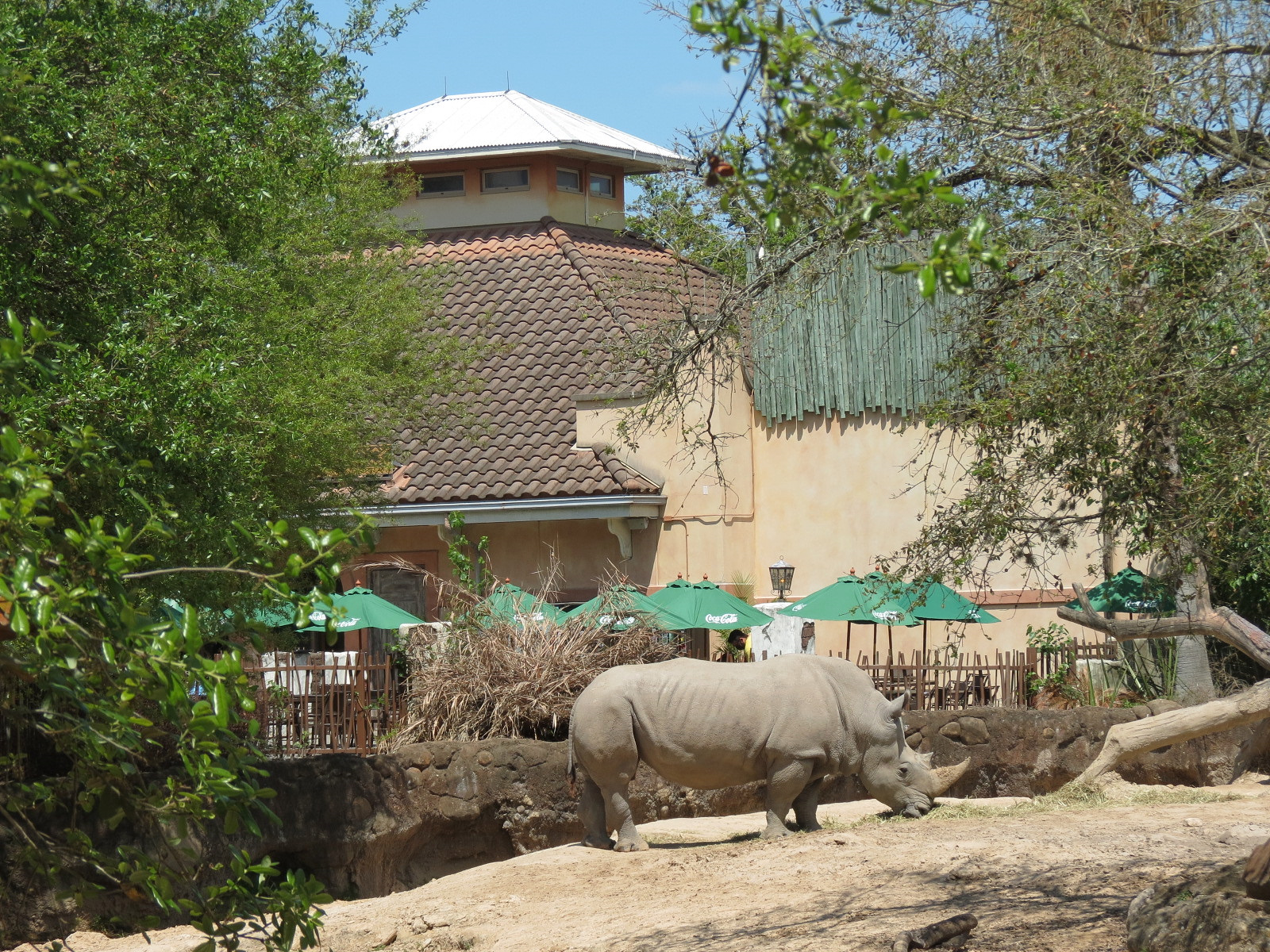 African Forest - Southern White Rhinoceros Exhibit