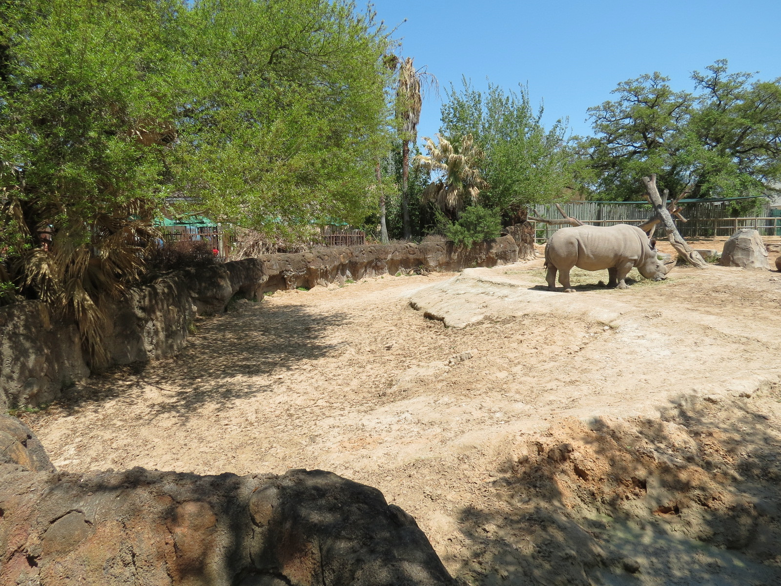 African Forest - Southern White Rhinoceros Exhibit