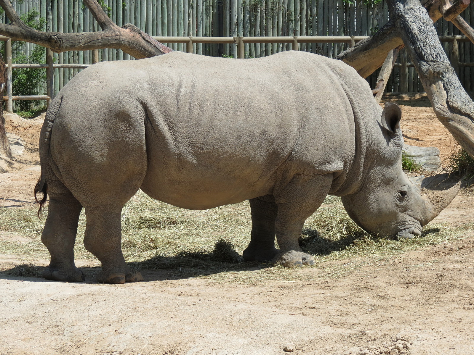 African Forest - Southern White Rhinoceros Exhibit