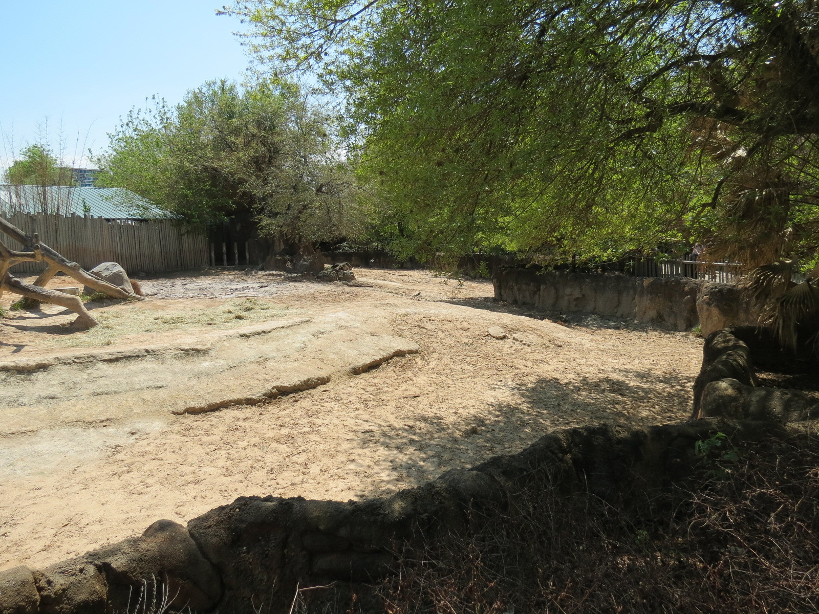 African Forest - Southern White Rhinoceros Exhibit