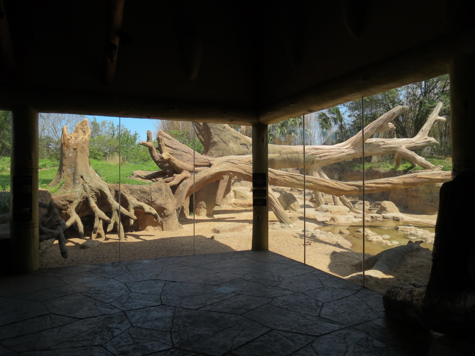 African Forest - The Arrival Building - Red River Hog Exhibit